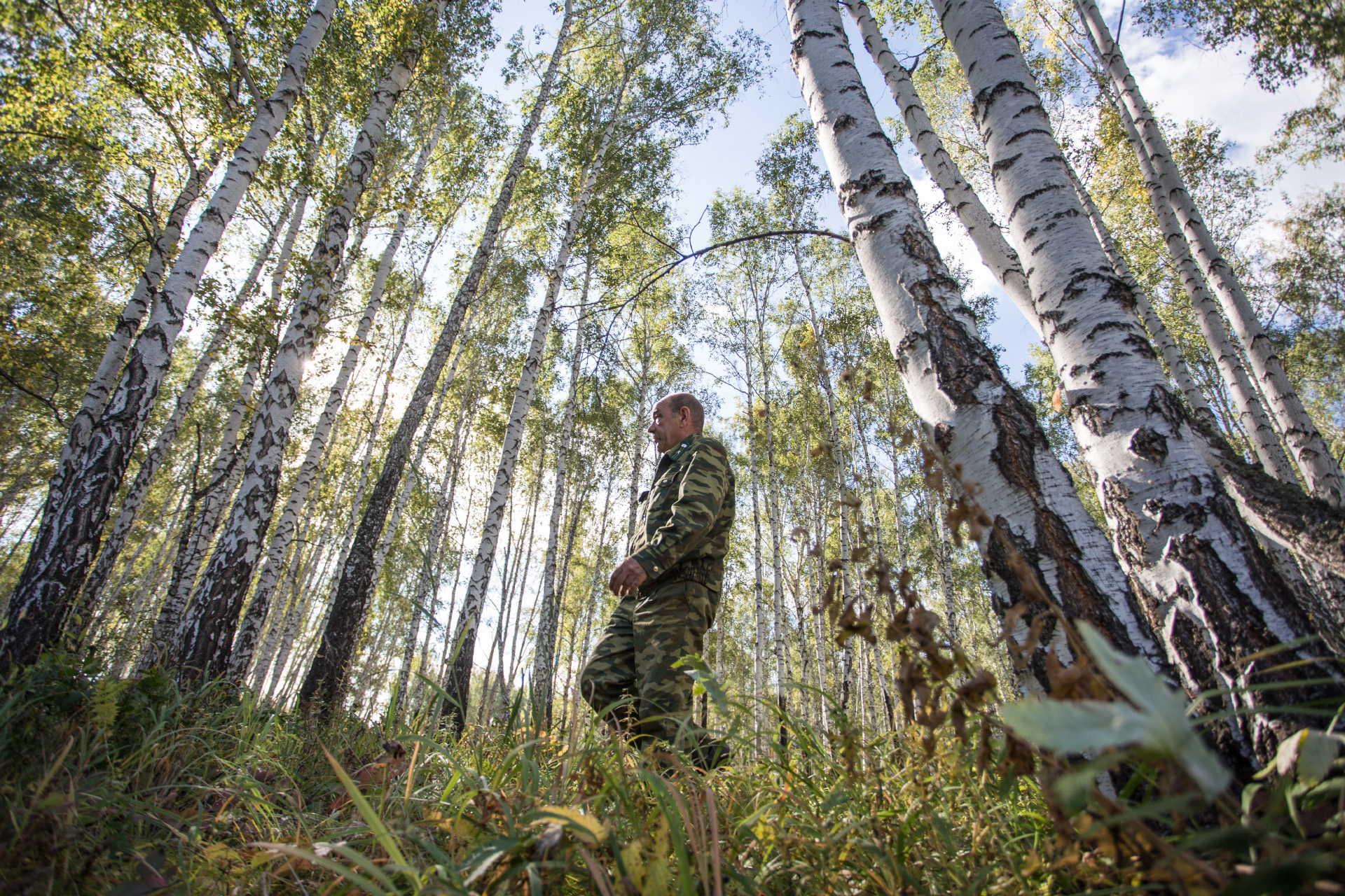 Кто охраняет лес лесовод или лесник