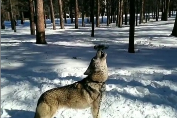Практика прогулок с диким животным в городском парке часто вызывает негативную реакцию у горожан Практика прогулок с диким животным в городском парке часто вызывает негативную реакцию у горожан