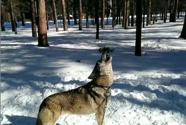 «Ищем пострадавших»: челябинка, чьего сына в парке укусил волк, добивается наказания для его хозяина