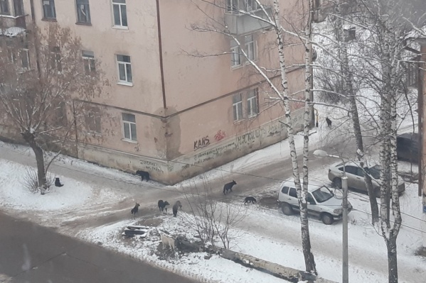 Такая стая бегает на улице Автозаводской в Закамске Такая стая бегает на улице Автозаводской в Закамске