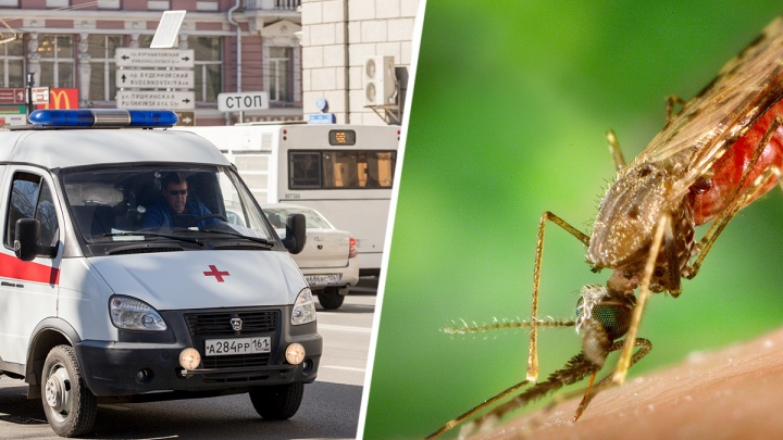 Малярия и лихорадка Западного Нила: какие опасные болезни осенью на Дону переносят комары