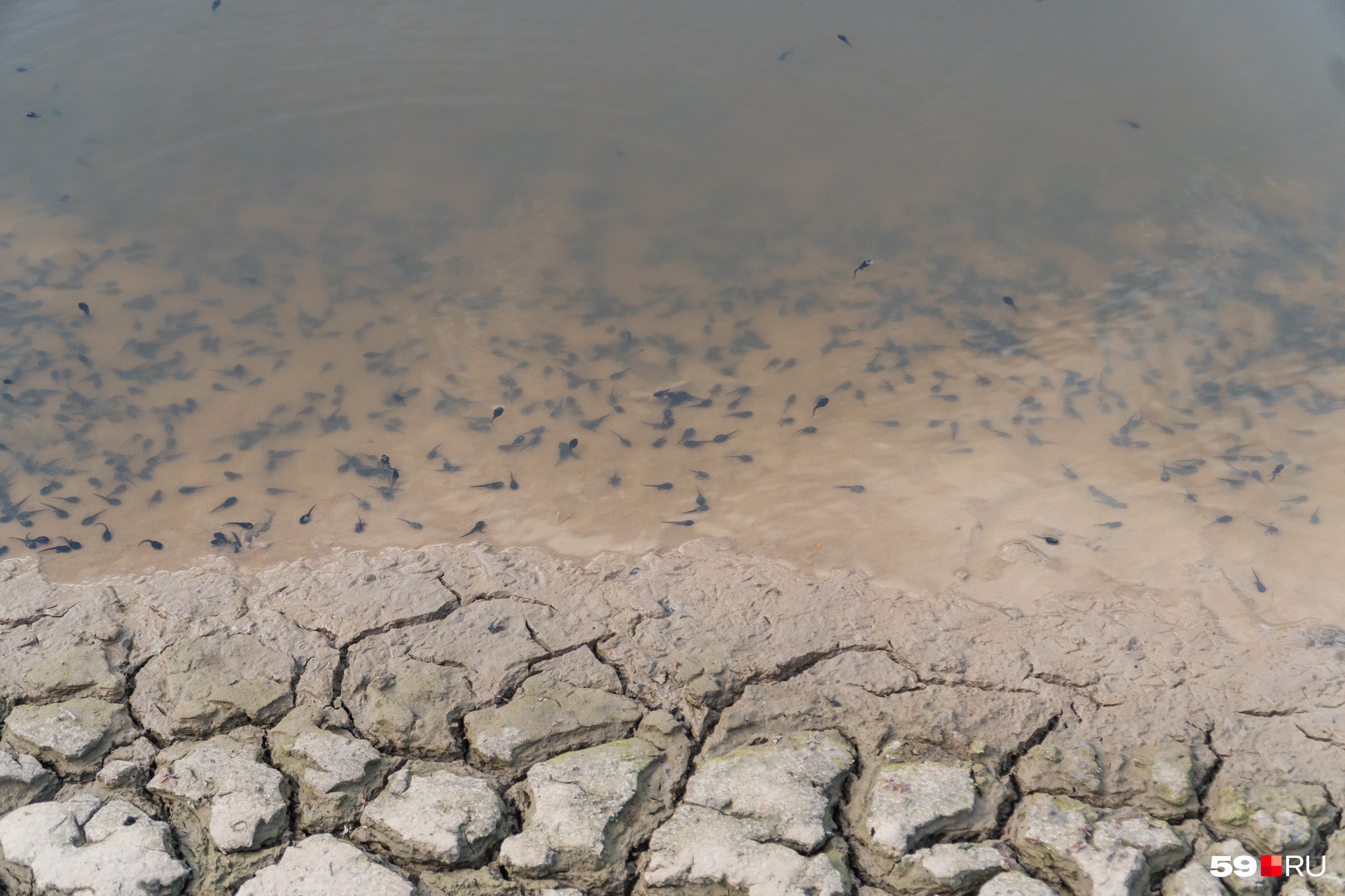 В оставшейся воде живут головастики, но и их скоро не будет — вода уходит на глазах В оставшейся воде живут головастики, но и их скоро не будет — вода уходит на глазах