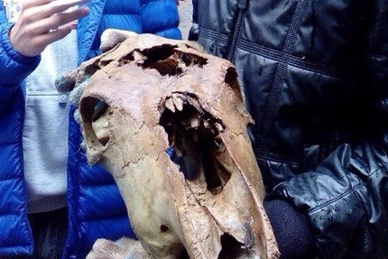 Череп животного отправили на утилизацию Череп животного отправили на утилизацию