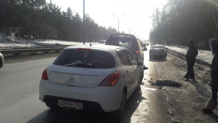 Сбитую собаку спасти не удалось Сбитую собаку спасти не удалось