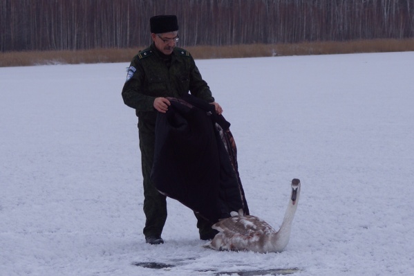 Лебедя завернули в теплое одеяло Лебедя завернули в теплое одеяло