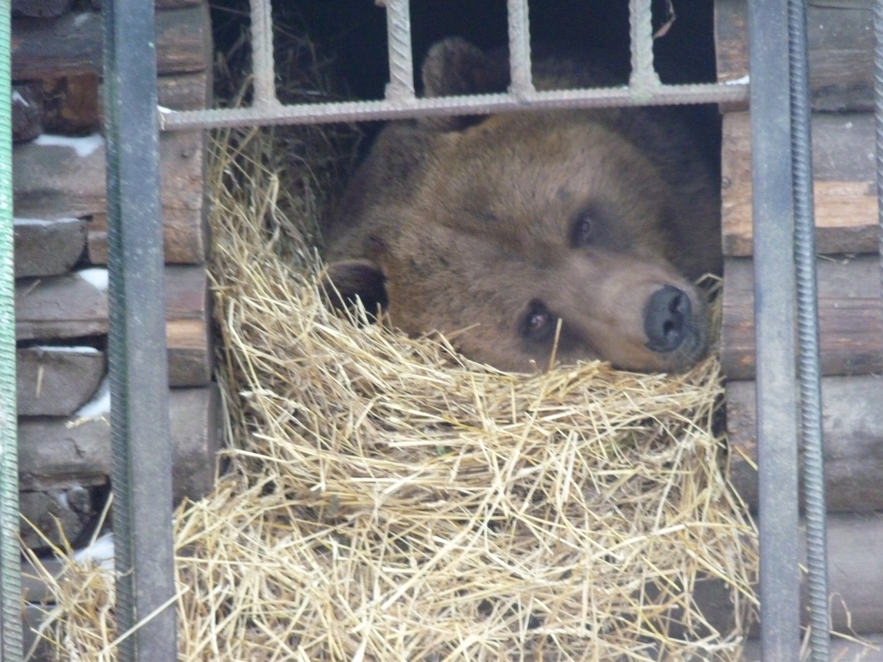 большереченский зоопарк зимой