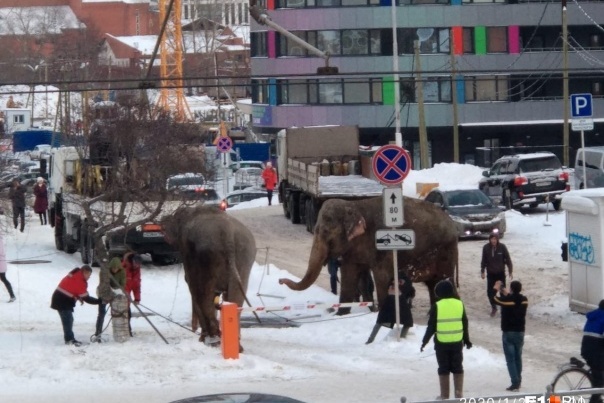 Слоны устроили переполох в центре Екатеринбурга