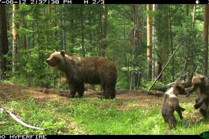 Медвежата встали на задние лапы и начали играть друг с другом