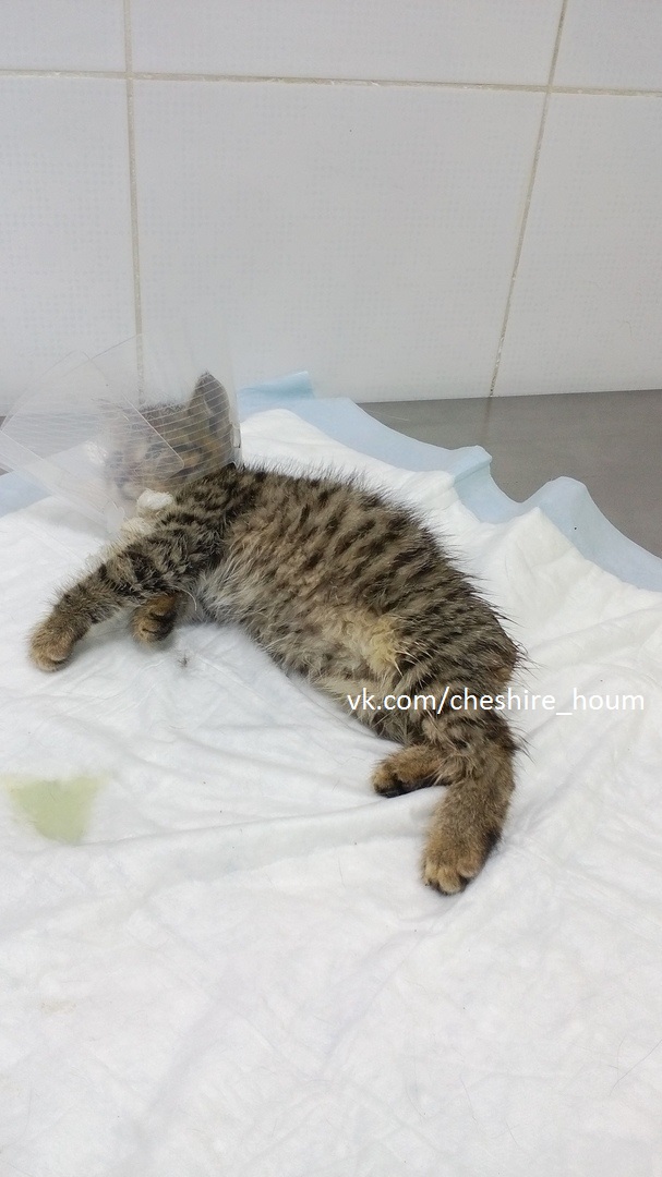 кот с ампутированным хвостом. коту оторвали хвост. серый кот с оторванным хвостом. коту побрили хвост. коту оторвали хвост.