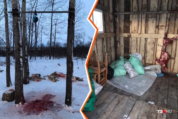 В охотугодье нашли останки косуль и одну тушу В охотугодье нашли останки косуль и одну тушу