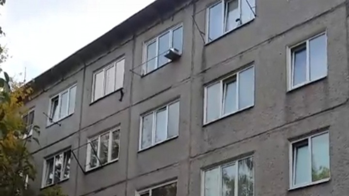 Белка устроила забег по вертикальной стене пятиэтажки в Академгородке