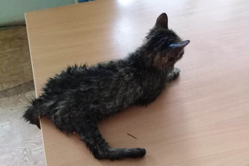 Кот в ветеринарной клинике в Языково