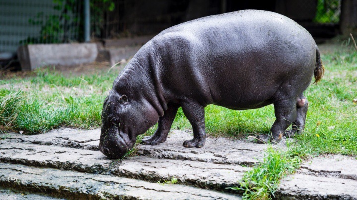 В Ростовском зоопарке построят зимнюю площадку, где можно будет увидеть бегемота и сурикатов