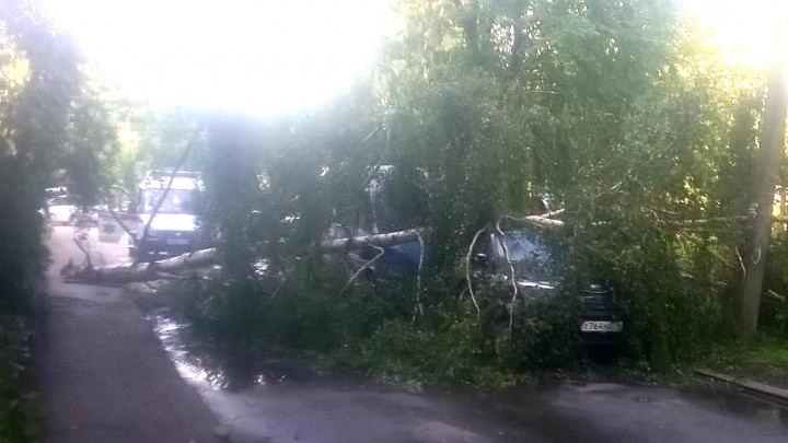 В Ярославле деревья падали на машины и детские площадки: последствия стихии