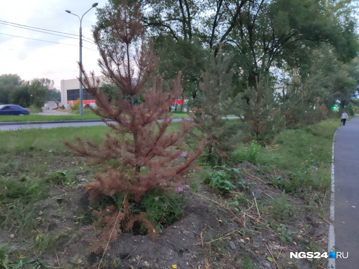 Теперь в УЗС планируют посадить на месте старых деревьев новые Теперь в УЗС планируют посадить на месте старых деревьев новые