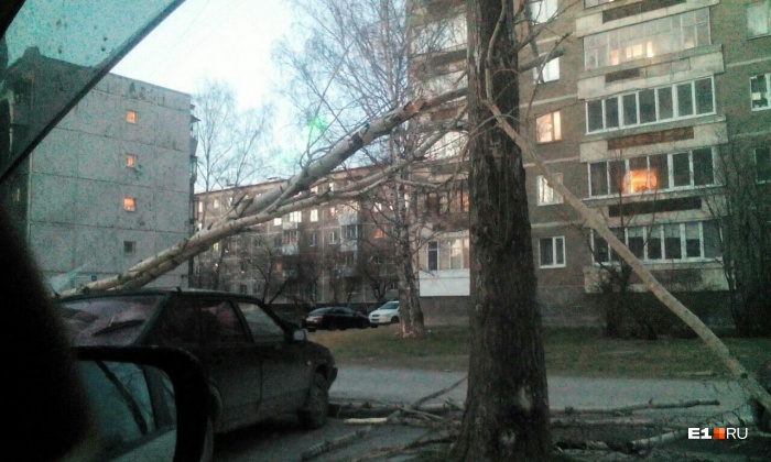 Тополь упал на припаркованную рядом «девятку» Тополь упал на припаркованную рядом «девятку»