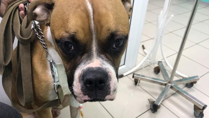 Пермские ветеринары спасли щенка, проглотившего футбольный мяч