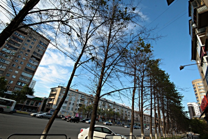 Специалисты называют разные причины гибели деревьев в центре Челябинска