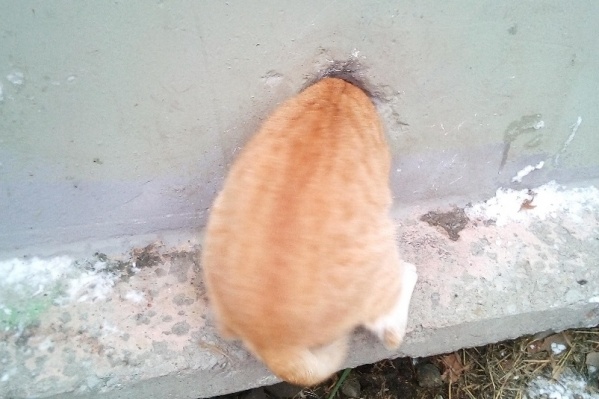 Котик хотел погреться, но застрял Котик хотел погреться, но застрял 