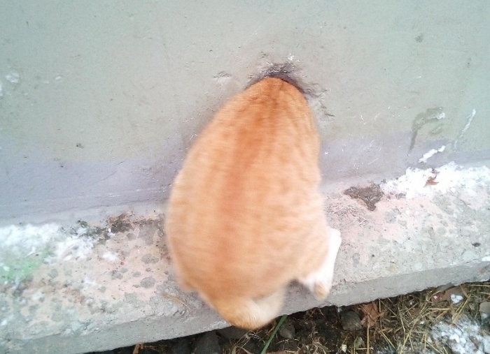 Котик хотел погреться, но застрял Котик хотел погреться, но застрял