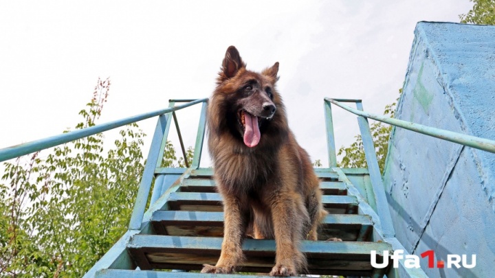 В Башкирии служебная собака помогла задержать грабителя