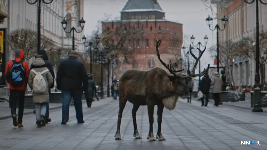 Животные нижнего новгорода. Олень Нижний Новгород. Новогодний олень Нижнего Новгорода. Нижний Новгород новый год 2019. Горьковский олень.