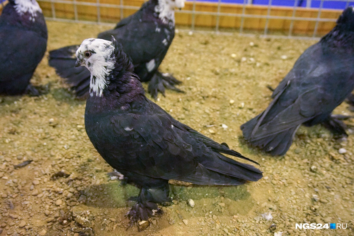  Благодарненские голуби  получили название от станицы в Краснодарском крае, где были выведены. Порода сравнительно молодая, но уже завоевала сердца голубеводов.