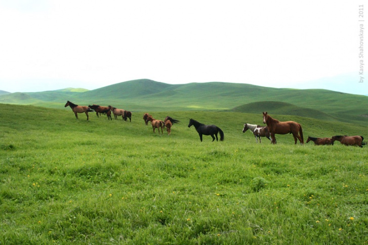 Жители Казахстана очень уважительно относятся к коням