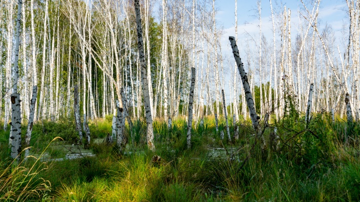 Стой на месте, зови на помощь: 10 правил от волонтёров, чтобы не потеряться в лесу