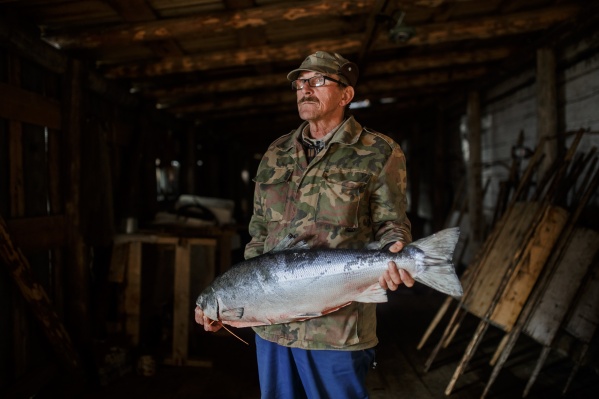 Сотрудник рыболовецкого колхоза в Лопшеньге Сергей Аффоньевич Федотов, который фасует выловленную рыбу под песни группы Rammstein