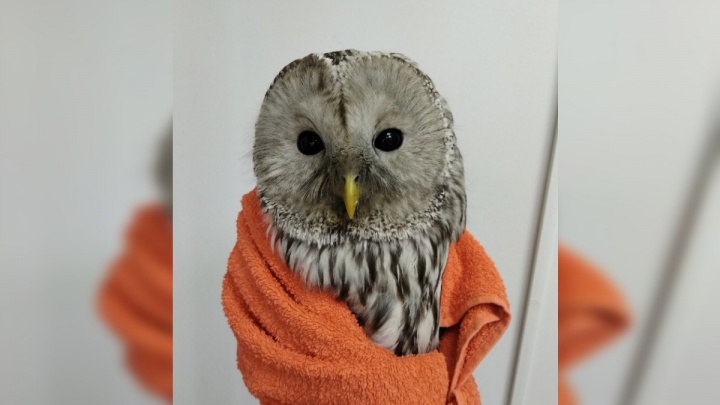 Найденную в строительном котловане сову Дуду отправили на лечение в Новосибирск