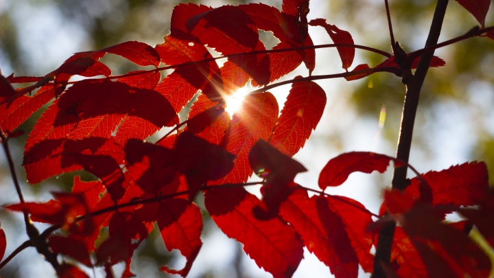 «С теплом и любовью, ваша осень»: фоторепортаж о самом красочном времени года