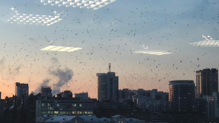 Бесчисленная стая птиц, замеченная в Пышме, добралась до центра Екатеринбурга