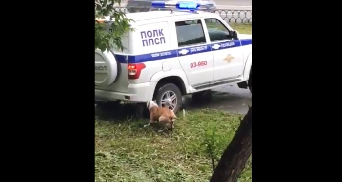 Пес бегал вокруг автомобиля, лаял и пытался прогрызть покрышки Пес бегал вокруг автомобиля, лаял и пытался прогрызть покрышки