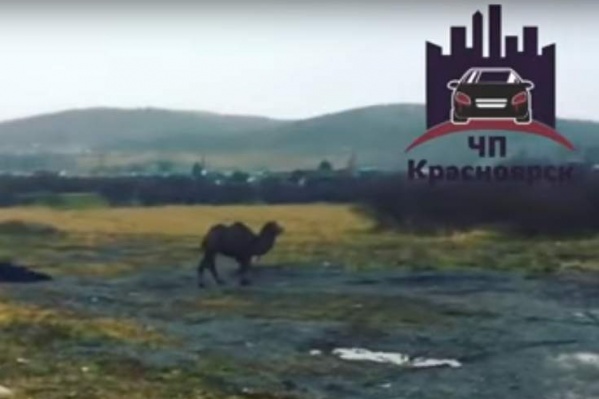 Верблюд в поле под Красноярском Верблюд в поле под Красноярском