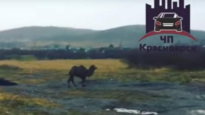 Одинокий верблюд потерялся в поле под Красноярском