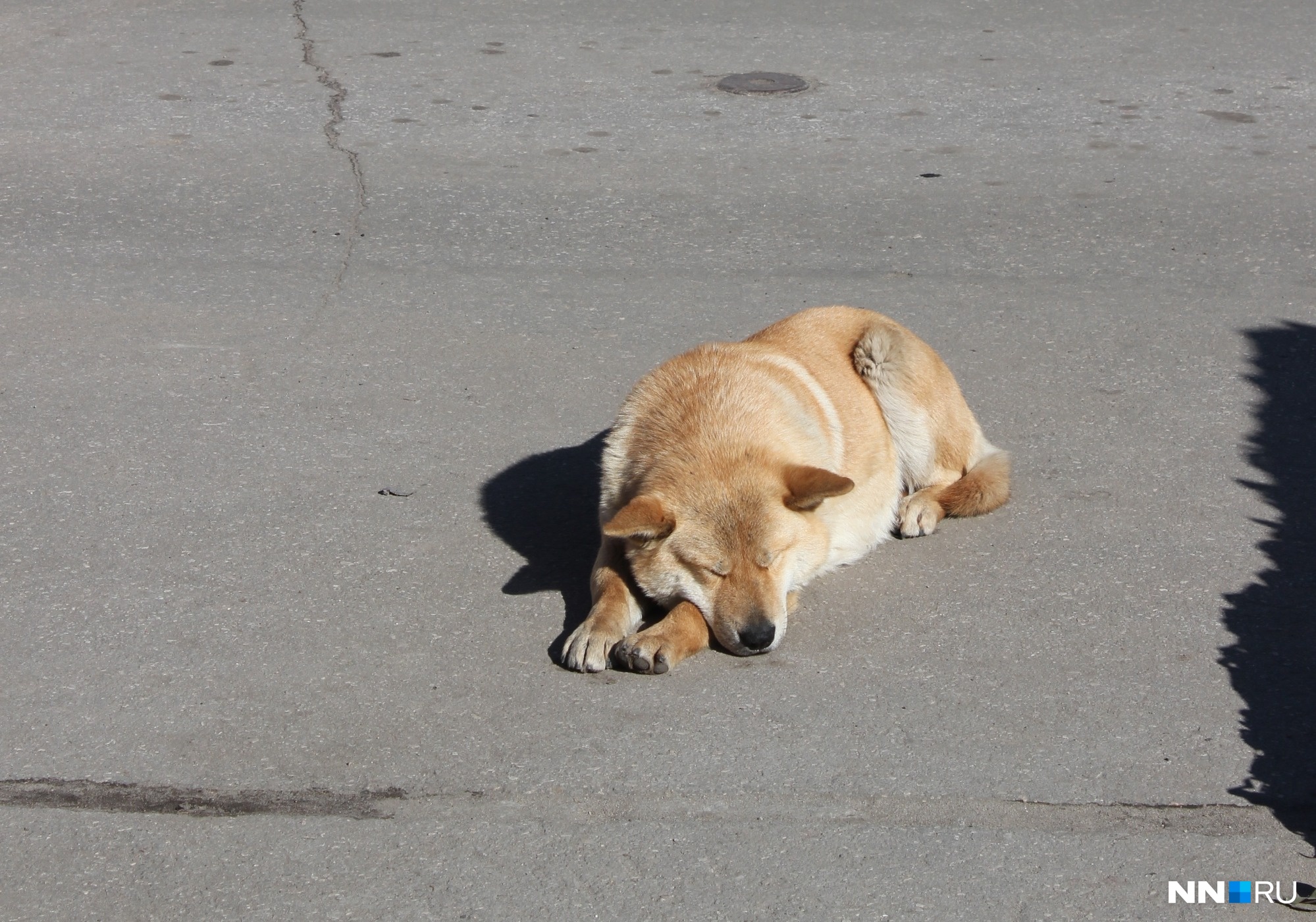 Собаку, больную бешенством, нашли в Кстовском районе