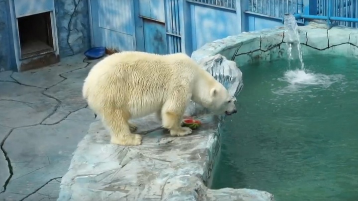 Медведи в екатеринбургском зоопарке получили арбузы и ледяное мороженое