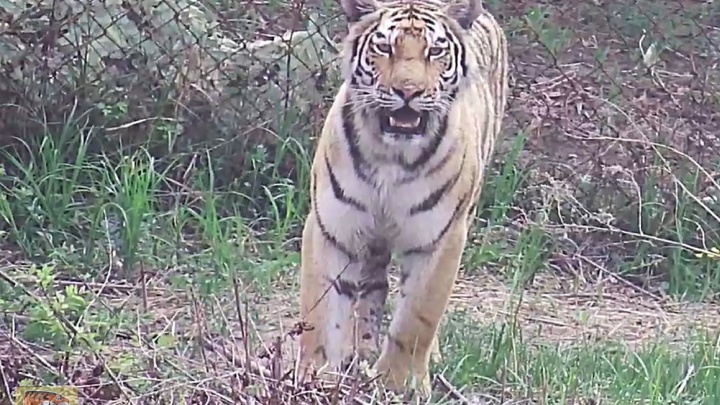 Опасную тигрицу из Приморья отправили в зоопарк под Красноярском