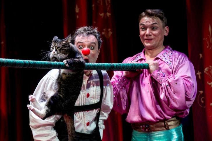 Выступление котов и кошек из Театра Куклачева — самое мимишное событие недели. Смотрите, какие способные!