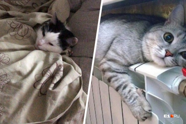 Котики ждут тепла Котики ждут тепла
