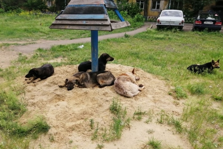 Стая собак, обитающая на детской площадке в красноярском дворе