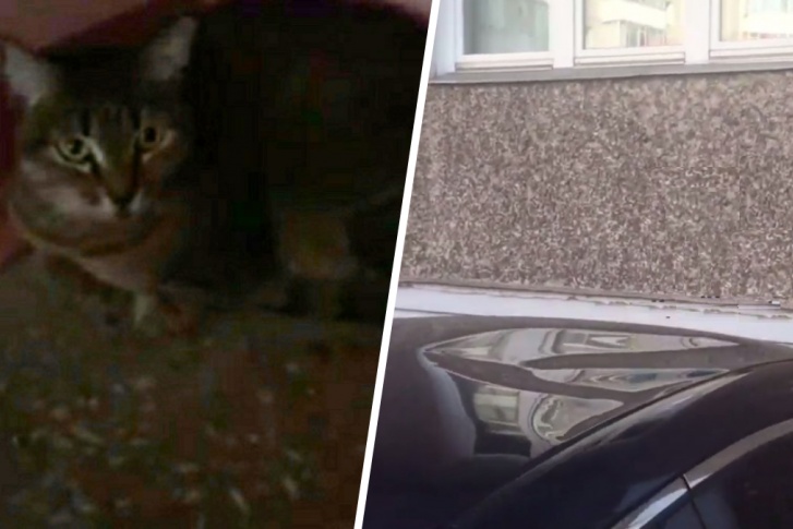 Выживший кот и помятая им крыша машины 