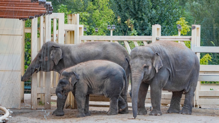 Самый маленький слон ростовского зоопарка отметит двухлетие