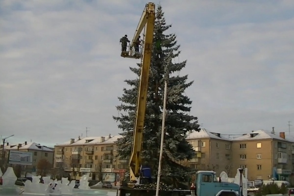 Высота дерева — больше 10 метров<br> Высота дерева — больше 10 метров<br>