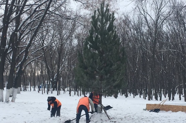 В парках города устанавливают живые ёлки В парках города устанавливают живые ёлки