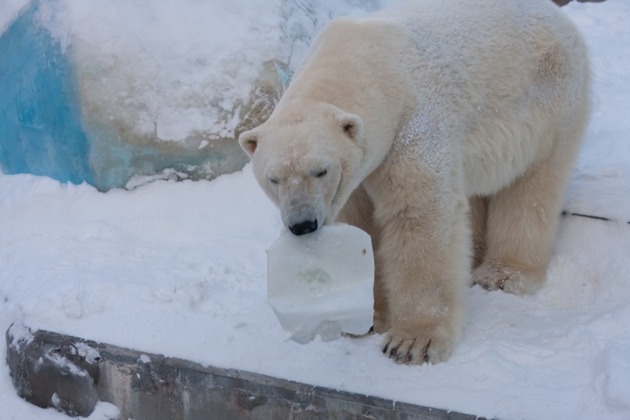 В Новосибирском зоопарке принимают подарки для белых медведей