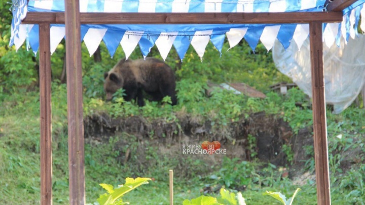 «Чувствуем себя беззащитно»: к живущим в районе Турбазы людям вышел медведь