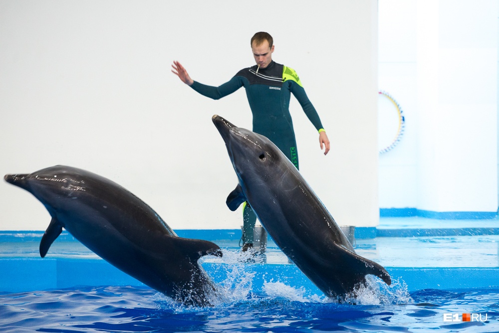 Дельфины прыгают по взмаху руки
