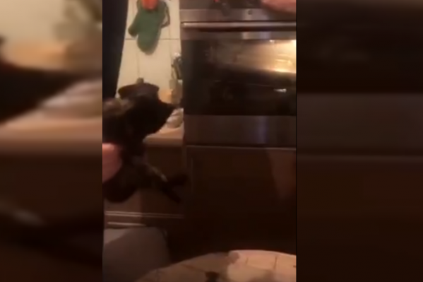 Страницы в социальных сетях, в которых было залито видео, в настоящий момент уже удалены. Страницы в социальных сетях, в которых было залито видео, в настоящий момент уже удалены.